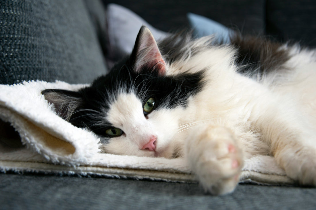 what wellness actually means in the cat food aisle today