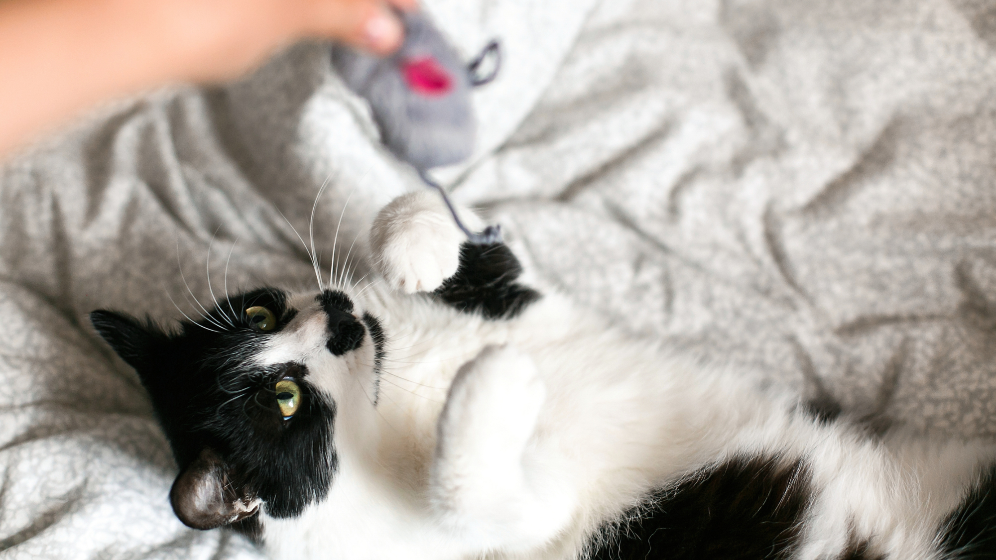 5 signs your cat (might) love you & 5 ways to show love