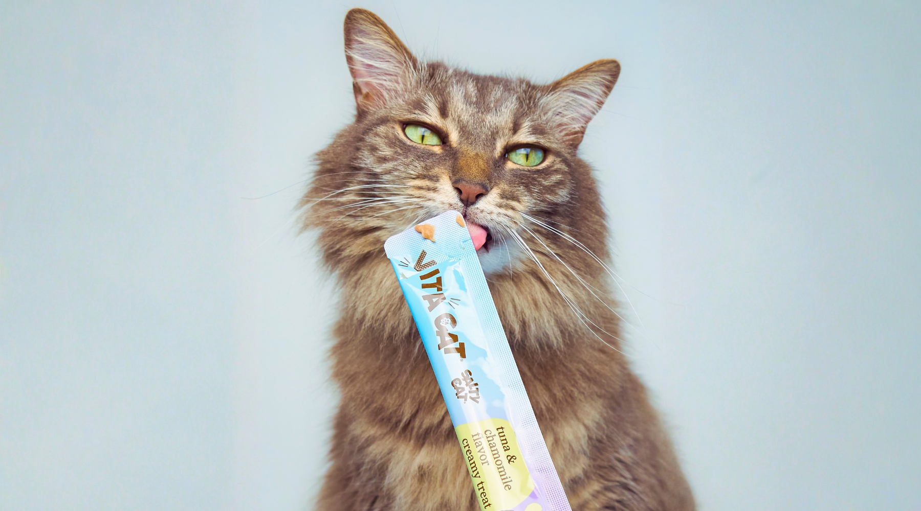 cat food safety & quality practices at salty cat