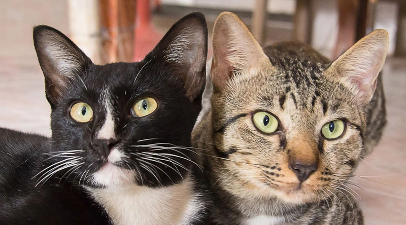 multi-cat households: how to keep mealtime stress-free