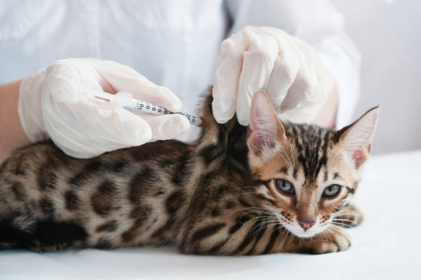 Vaccination Basics: What Shots Cats Really Need