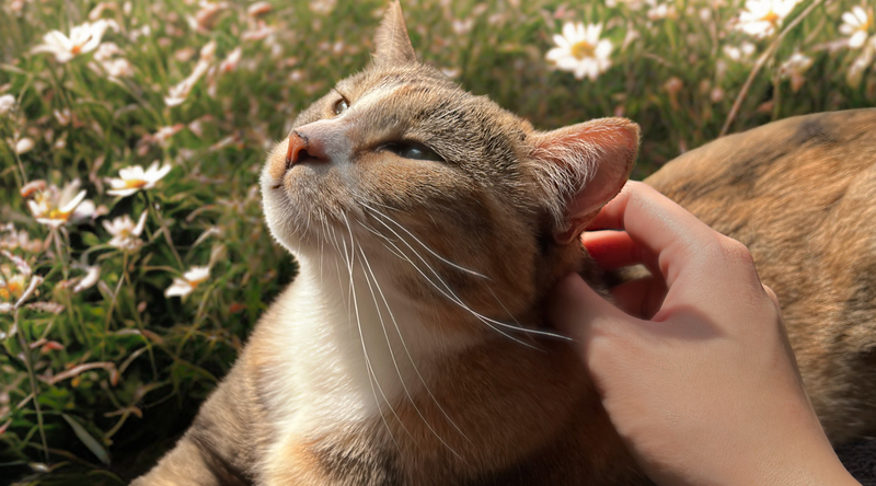 how to give your cat (+ yourself) a magical summer