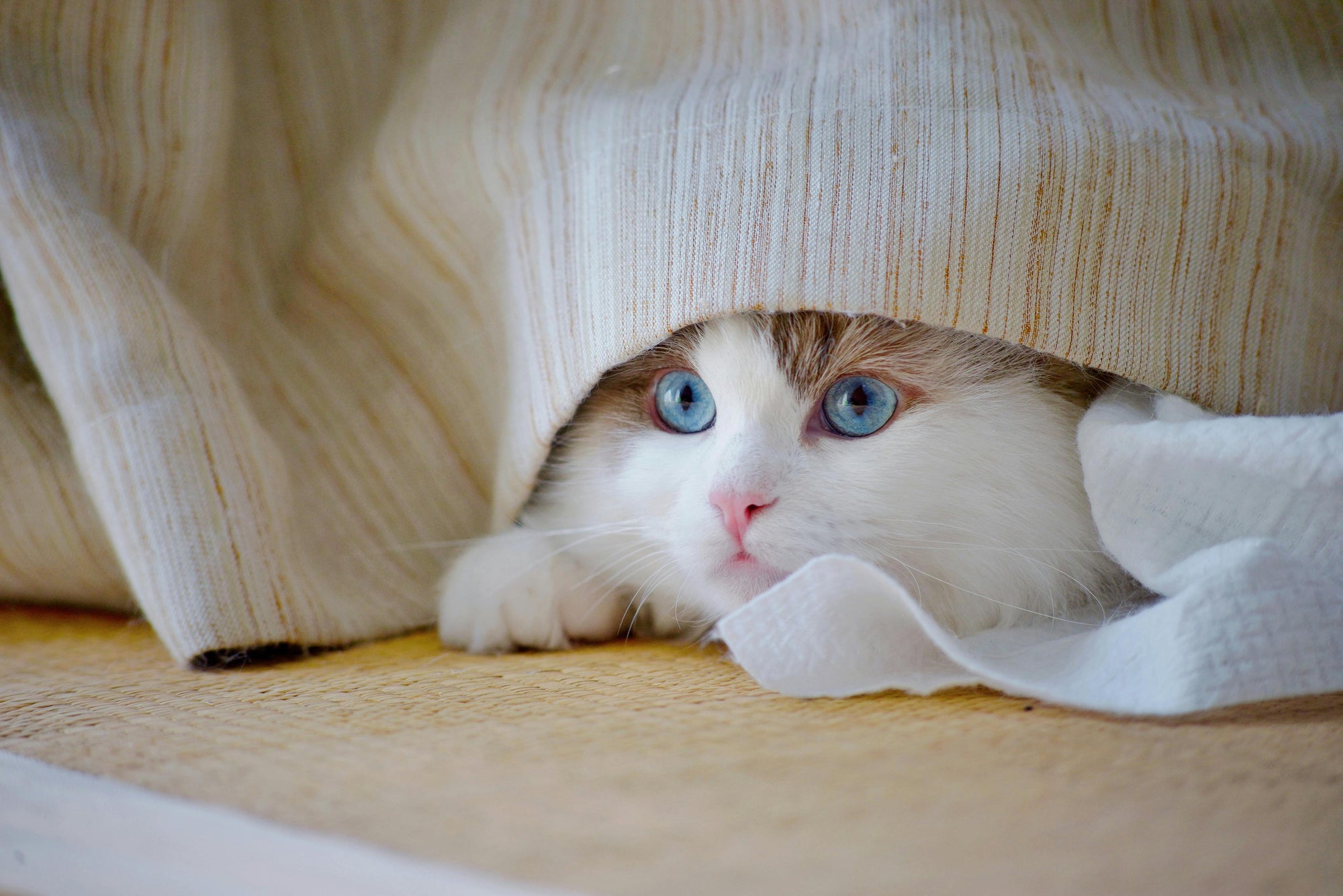 Socialization Tips for Shy or Fearful Cats