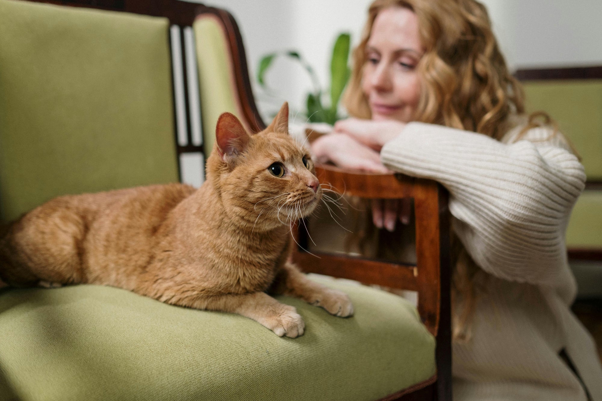 How Cat Owner Feedback Is Shaping the Future of Pet Food Innovation