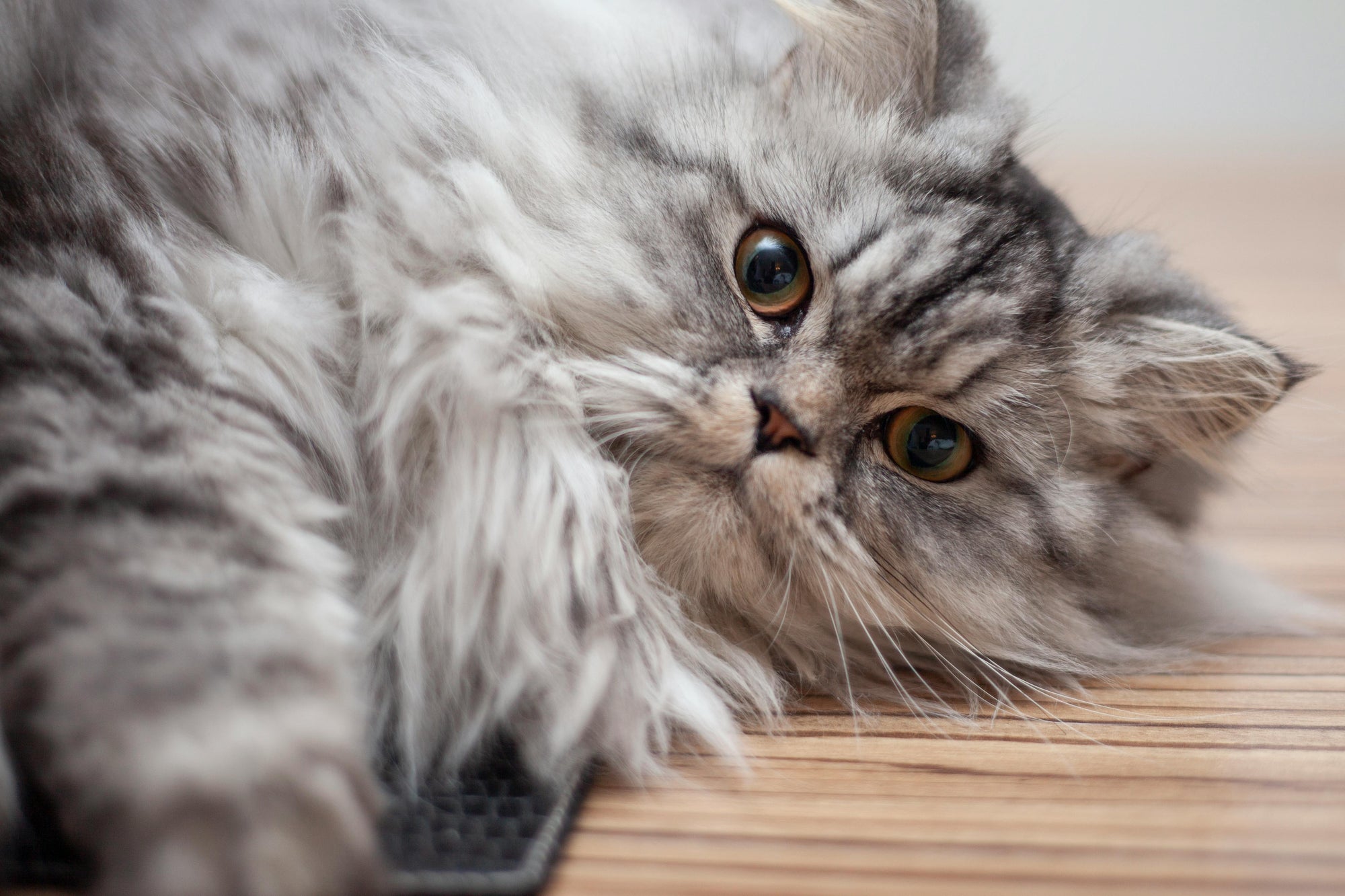 New Year, New Cat Health Goals: Easy Resolutions for a Happier Feline