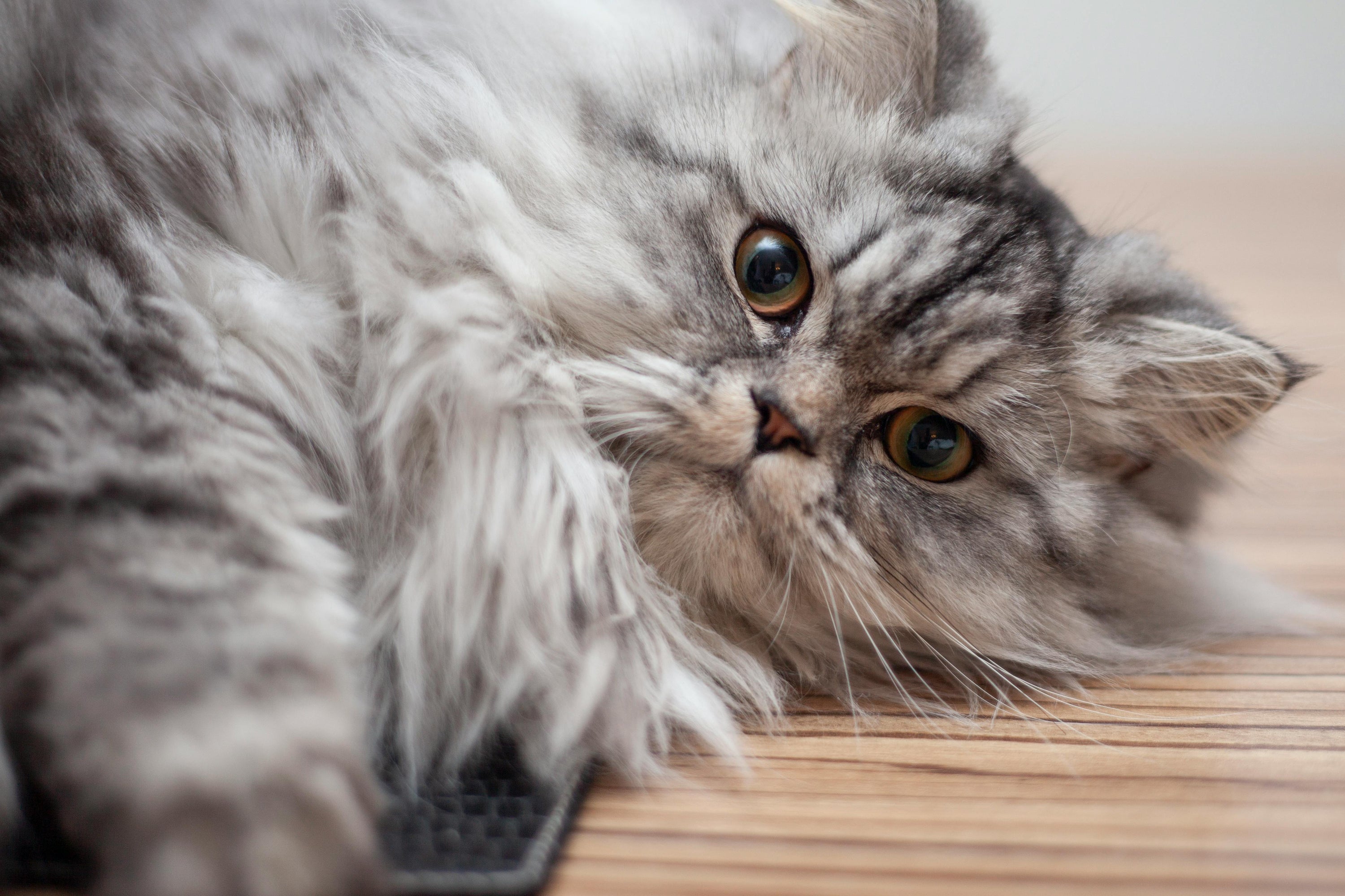 New Year, New Cat Health Goals: Easy Resolutions for a Happier Feline
