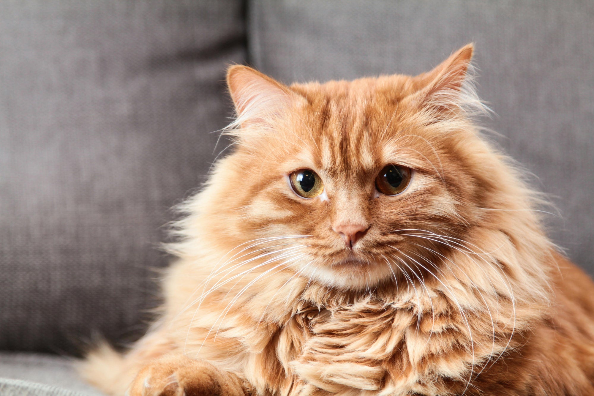 The Truth About “Hypoallergenic” Cat Breeds