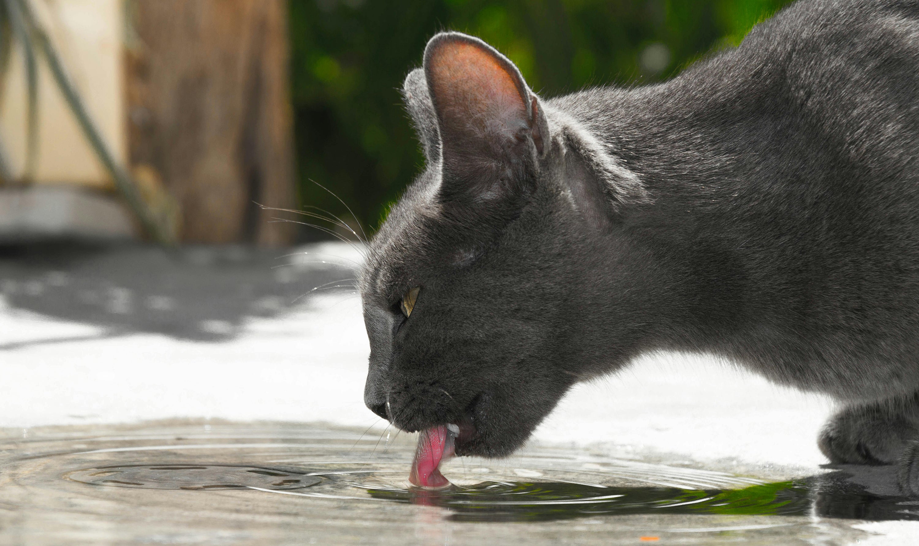 How to Encourage Your Cat to Drink More Water