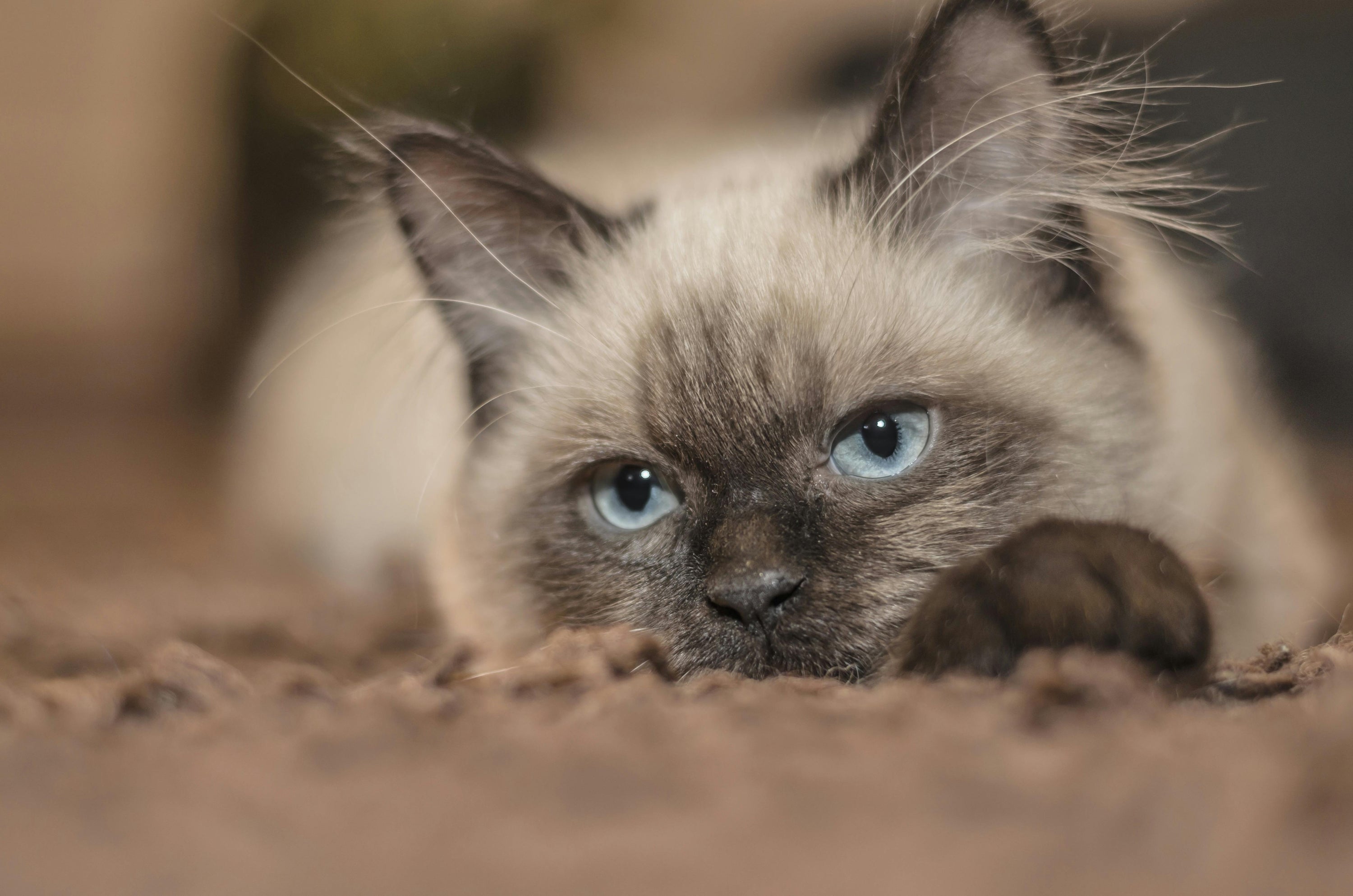 Understanding Feline Urinary Health: What Every Cat Owner Should Know