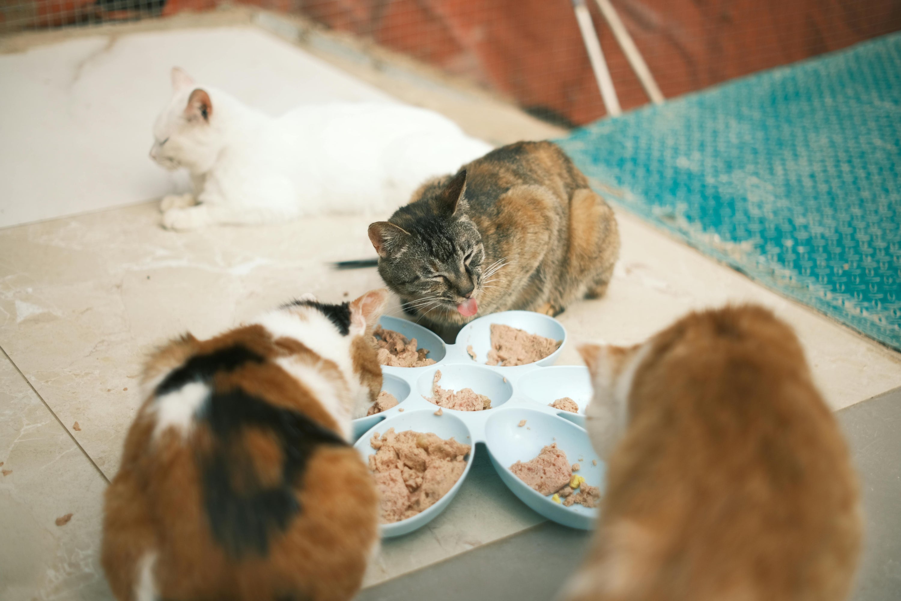 Multi-Cat Households: Keeping Mealtime Fair and Stress-Free