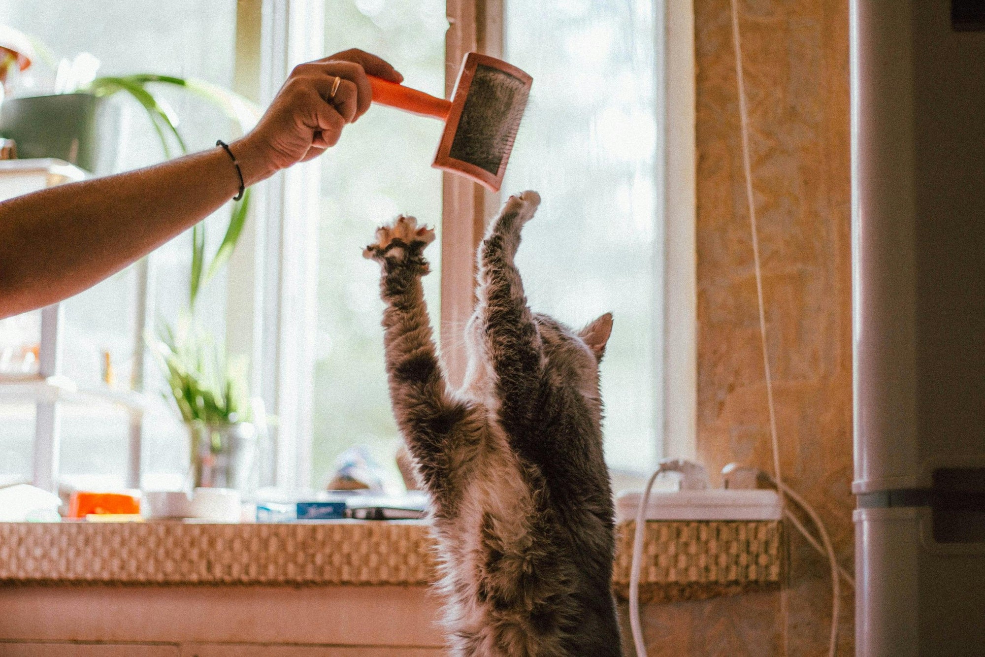 Why Behavioral Health Is Becoming a Core Pillar of Cat Nutrition
