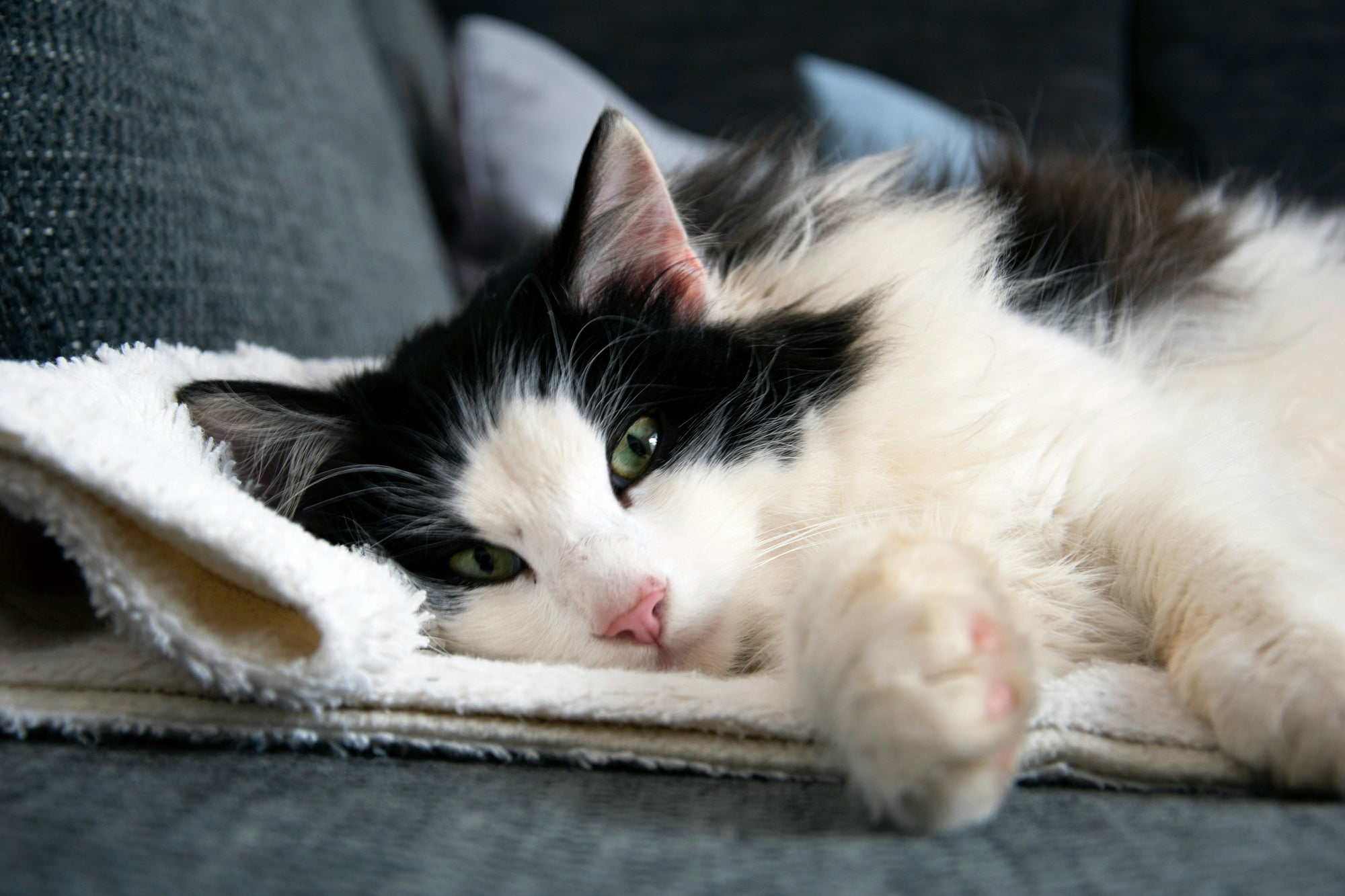 what wellness actually means in the cat food aisle today