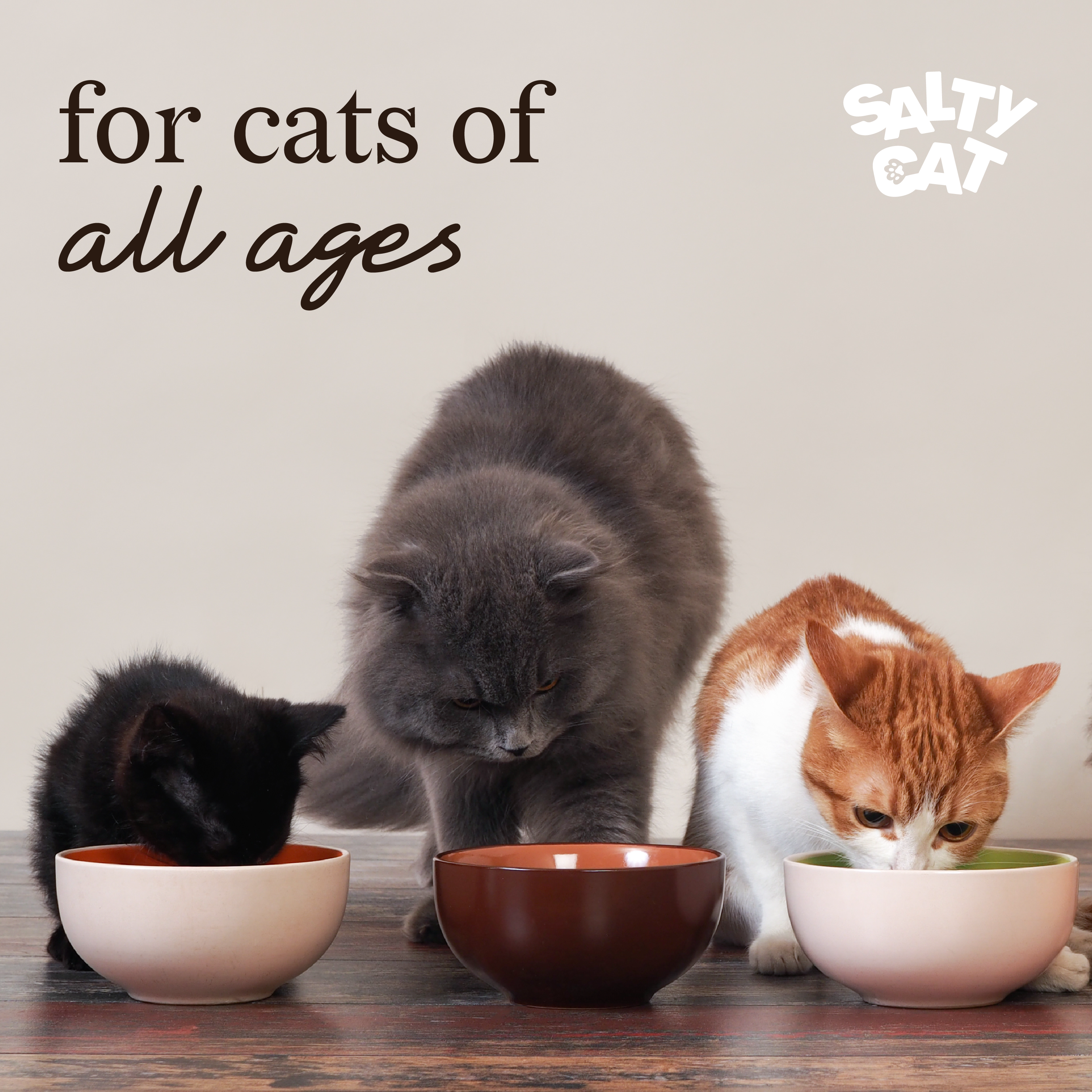 Three cats eat Salty Cat Freeze Dried Chicken—single ingredient, natural cat treats.
