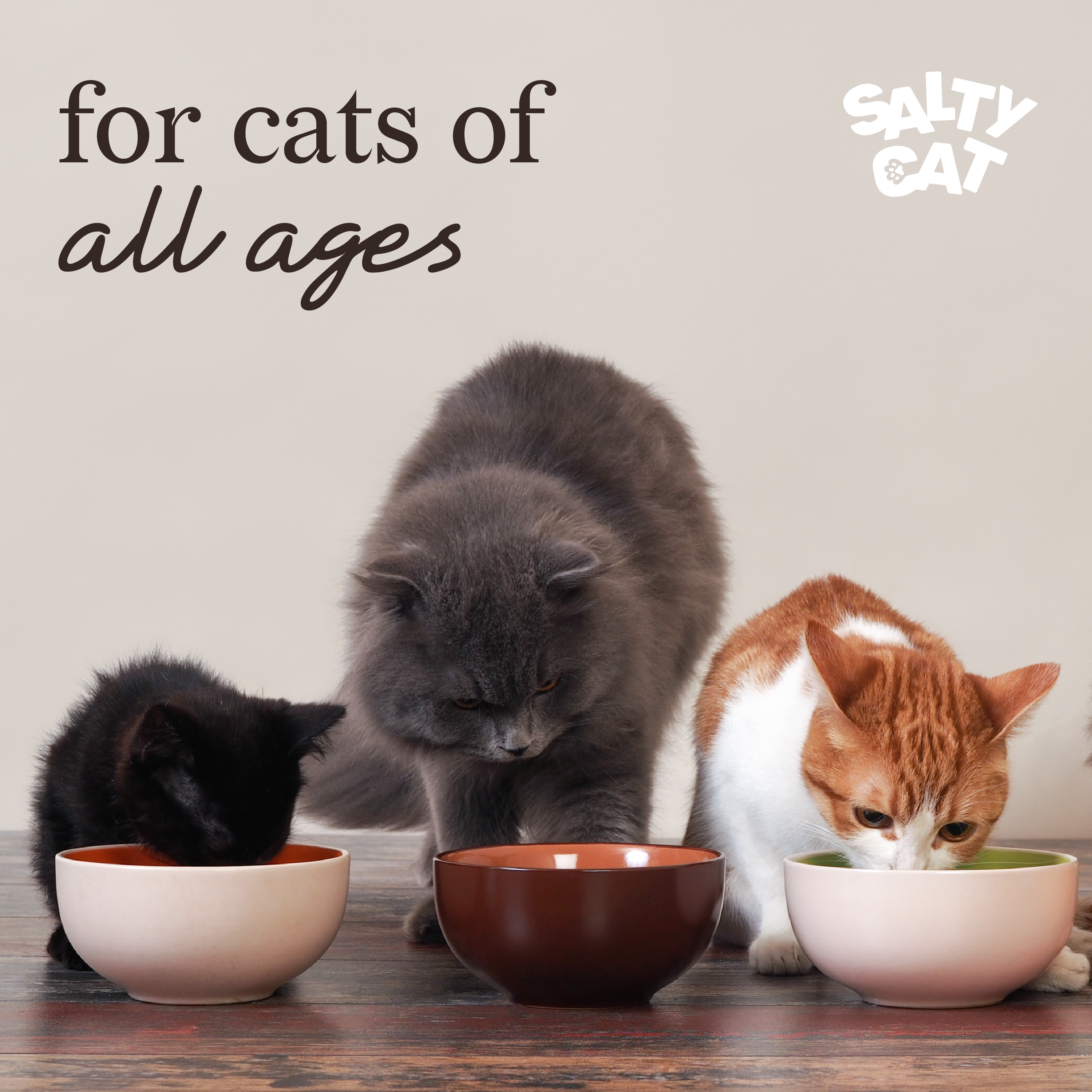 Three cats eat Salty Cat Freeze Dried Tuna Cat Treats, 5g packs, good for all ages.