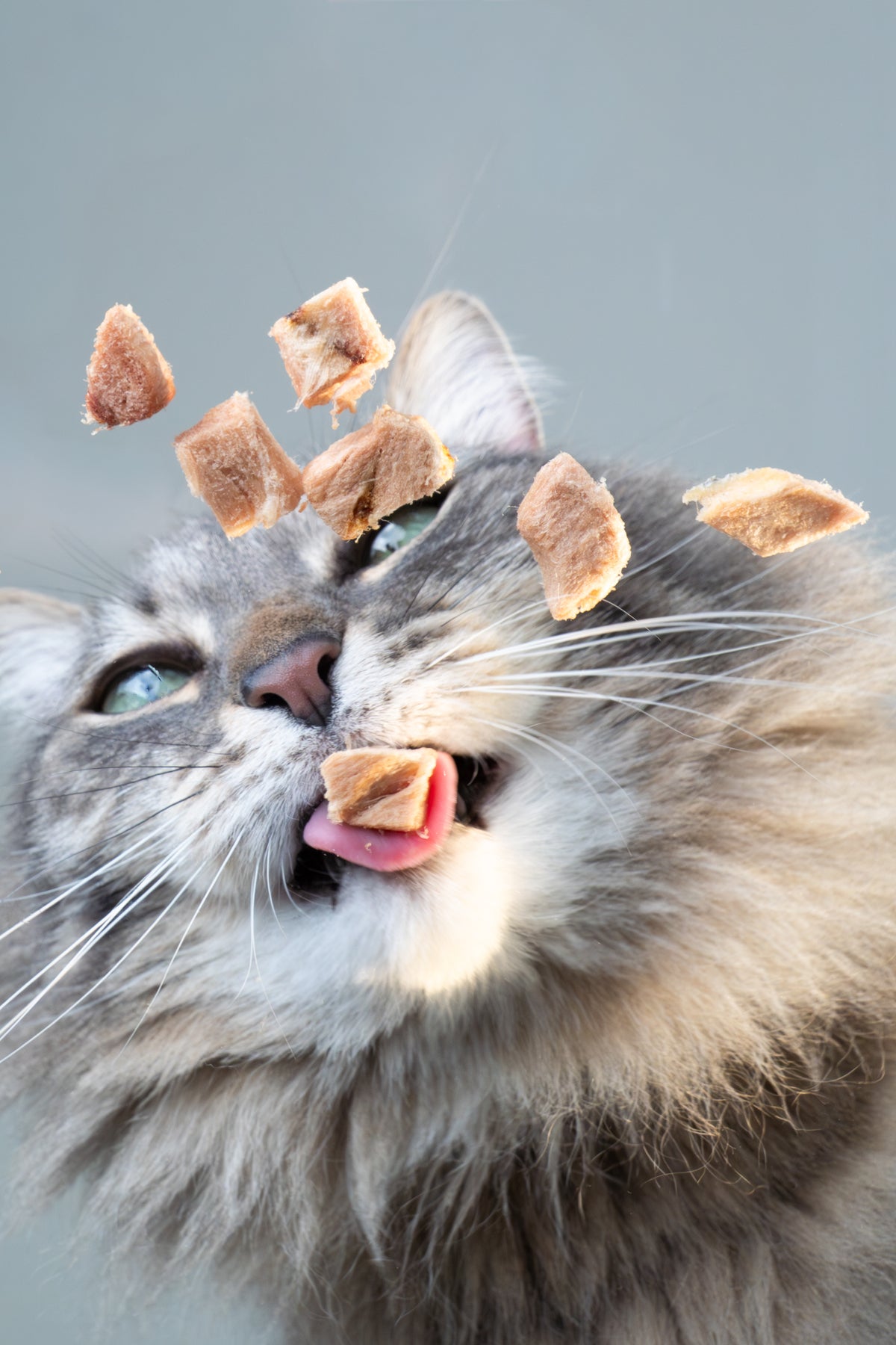 🐓 freeze dried chicken cat treats 5g, 24 packs