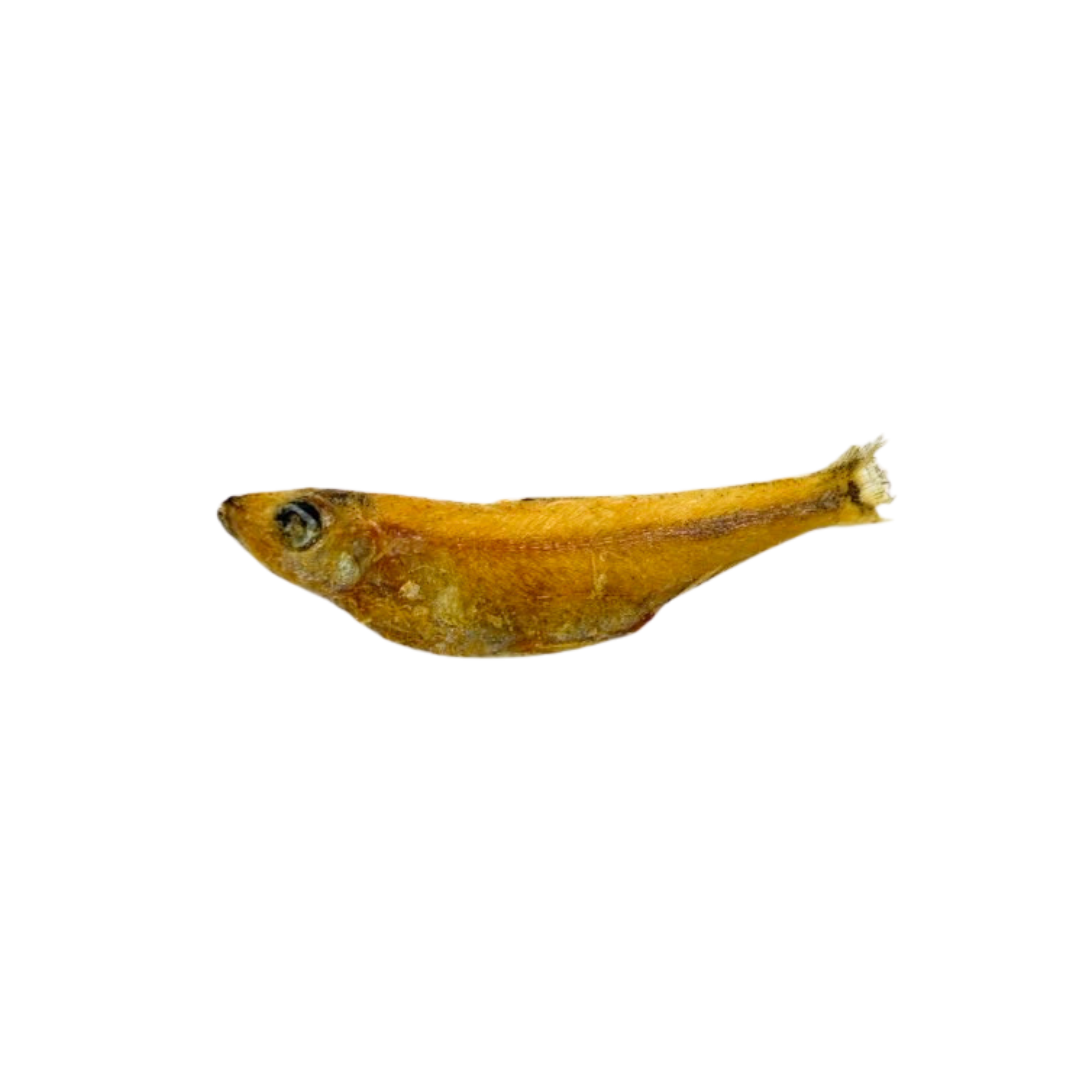 Salty Cat Freeze Dried Minnows 10g: Whole yellow fish, eyes & fins, protein-rich cat treat.